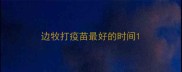 边牧打疫苗最好的时间