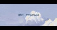 猫咪身上的跳蚤怎么办