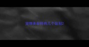 宠物美容师有几个级别