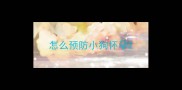 怎么预防小狗怀孕