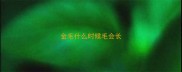 金毛什么时候毛会长