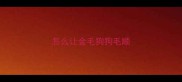 怎么让金毛狗狗毛顺
