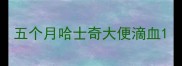 五个月哈士奇大便滴血