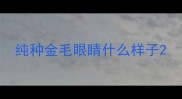 纯种金毛眼睛什么样子