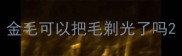 金毛可以把毛剃光了吗