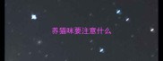 养猫咪要注意什么