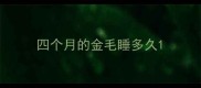 四个月的金毛睡多久
