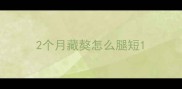 2个月藏獒怎么腿短