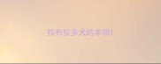 拉布拉多犬的本领