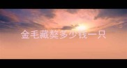 金毛藏獒多少钱一只