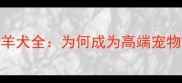 双血统边境牧羊犬全为何成为高端宠物市场的宠儿