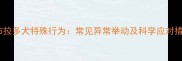 拉布拉多犬特殊行为常见异常举动及科学应对措施