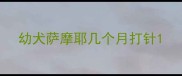 幼犬萨摩耶几个月打针