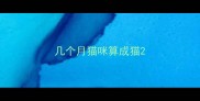几个月猫咪算成猫