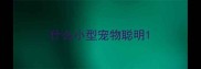 什么小型宠物聪明