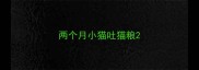 两个月小猫吐猫粮
