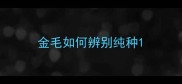 金毛如何辨别纯种