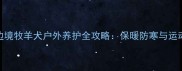 北京冬季边境牧羊犬户外养护全攻略保暖防寒与运动管理指南