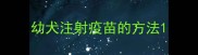 幼犬注射疫苗的方法