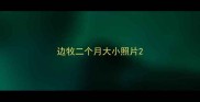 边牧二个月大小照片