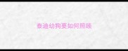 泰迪幼狗要如何照顾