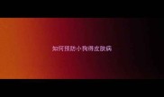 如何预防小狗得皮肤病