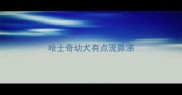哈士奇幼犬有点流鼻涕