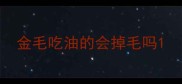 金毛吃油的会掉毛吗