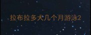 拉布拉多犬几个月游泳