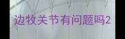 边牧关节有问题吗