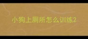 小狗上厕所怎么训练