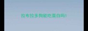 拉布拉多狗能吃蛋白吗