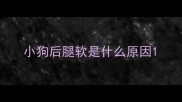 小狗后腿软是什么原因