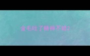 金毛吐了精神不错