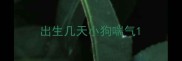 出生几天小狗喘气