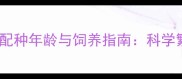 拉布拉多公犬最佳配种年龄与饲养指南科学繁殖与健康管理全