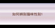 如何辨别猫咪性别