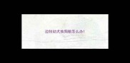 边牧幼犬换狗粮怎么办
