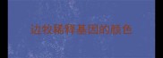 边牧稀释基因的颜色
