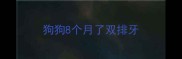 狗狗8个月了双排牙