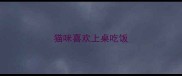 猫咪喜欢上桌吃饭