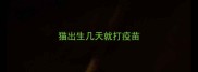 猫出生几天就打疫苗