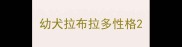 幼犬拉布拉多性格