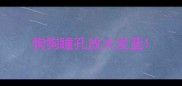 狗狗瞳孔放大发蓝