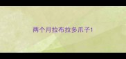 两个月拉布拉多爪子