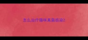 怎么治疗猫咪真菌感染