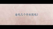 金毛几个月长完毛