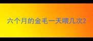 六个月的金毛一天喂几次