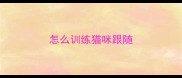 怎么训练猫咪跟随