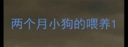 两个月小狗的喂养